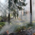 Waldbrand um Tschernobyl: Keine erhöhte Strahlenbelastung